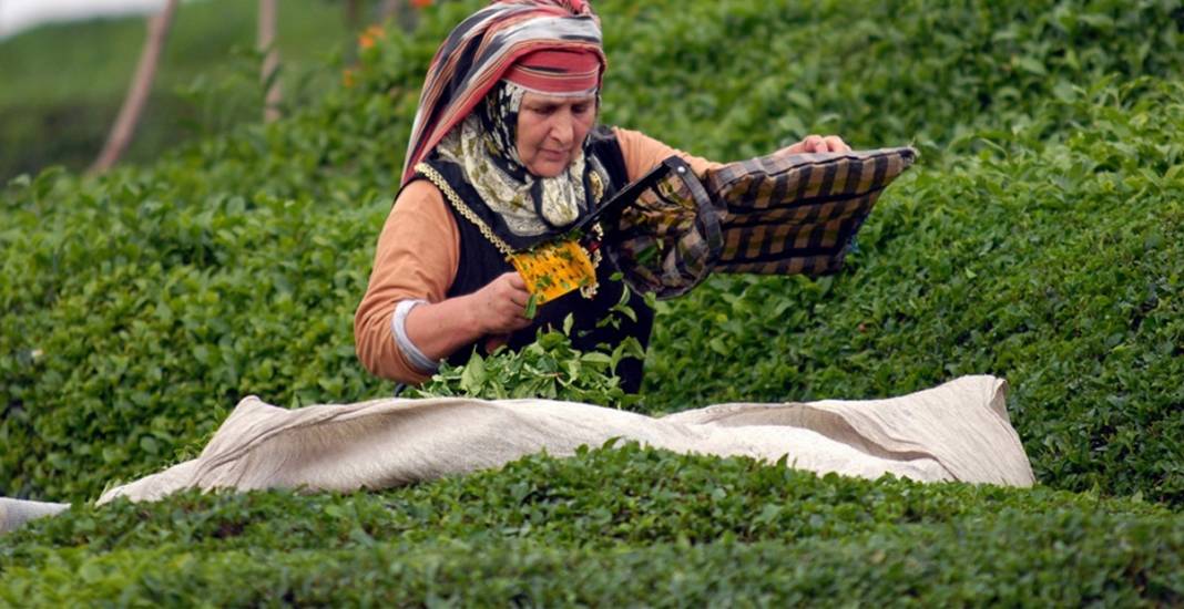 Çay Hasadında Önemli Karar! Bu Yıl da Yasaklandı 5